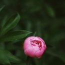 패션디자인(심화) 이미지