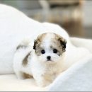 야옹아 멍멍해봐 강아지고양이 평택점 이미지