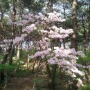 산철죽 군락지 이미지