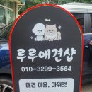 루루애견샵