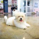 달링하이울산 이미지