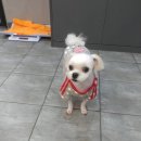 개똥이 애견샵 이미지