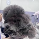 퍼플체형관리