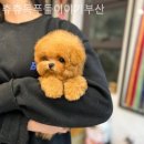 츄츄독 푸들이야기 부산 강아지분양 이미지