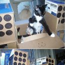 미친고양이