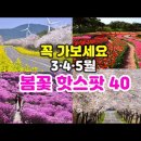 [한국대표 BEST 봄꽃명소 40] 3·4·5월은 여기만 보고 떠나세요. 여행 에디터가 촬영 편집한 눈길·마음을 사로잡는 A등급 봄꽃 이미지