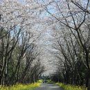 정규코스. 특별코스 | 아난티 클럽 제주cc 대중제 김녕 코스 잔디 컨디션은 어떨까