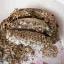 경화 양봉 이미지