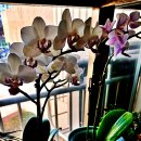 나비를 닮아 호접란으로도 불리는 팔레놉시스(Phalaenopsis) 이미지