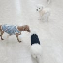 댕댕가르텐 강아지애견유치원호텔 이미지