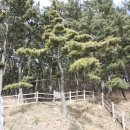 황금소나무 이미지