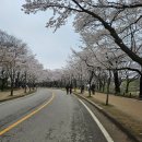 세븐일레븐 동문점 | 인천대공원 벚꽃 현황 비온뒤 실시간 후기 이번 주말 가능할까