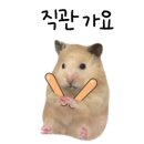 비비오네 이미지