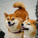 댕냥이 이미지