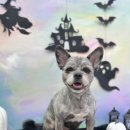 홀리몰리살롱 이미지