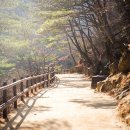 청송카 | 청송 여행 완벽 가이드 명소, 먹거리, 꿀팁 총정리