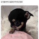 강쥐 이미지