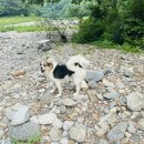 호랑소펜션 이미지