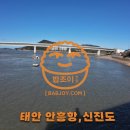 신진도조이