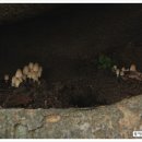 당산1교 이미지