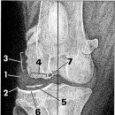 로얄동물외과수술센터 이미지