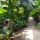 원프리카 열대농장 과일 이미지
