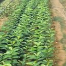 천국나무농원 이미지