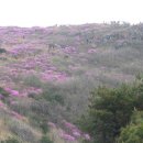 제144차 화요산악회 비슬산(1,084m)정기산행(진달래꽃산행) 이미지