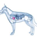 하랑동물의료센터 이미지