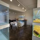 펫퍼스트24시 서울송파점 강아지고양이분양말티푸말티즈푸들 이미지