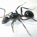 개미통신 이미지