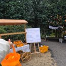 토산농장 | 2025 제주 2일차 - 보내다 제주 감귤 체험/ 가시림 수목원 동백꽃/ 드르쿰다 승마 후기!