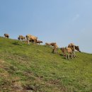 소들의 천국 이미지