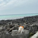 (주)엔젤렌트카 | [여행]3/14-3/18 제주도 애견 동반 4박 5일 🐶🍊-1탄