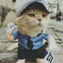 생선파는고양이 이미지