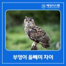 안경박사(그리스) 이미지