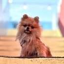 퍼피타운커피 | 아기강아지, 소형강아지들 물놀이 경험 여기 괜찮았어요,퍼피타운커피 (파주운정일산지역 강아지수영장)