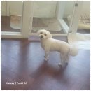 멍뭉살롱 이미지