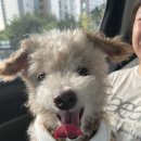 펫택시콜 이미지