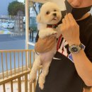 몽실몽실애견미용 이미지