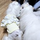 성수강아지교배용답 뚝섬애견교배 출장후기♥