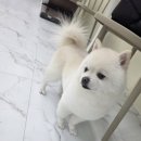 슈블리펫살롱 | 7년 차 주민이 이제야 발견한 애견미용 '슈블리펫살롱' 내돈내산 후기