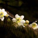 동내마을 이미지