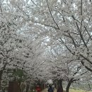 안양천 공중화장실(광명대교) | 광명벚꽃명소-안양천벚꽃길 나들이 후기-개화,만개시기