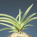 청야농장 이미지