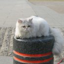 쿠모 Daum카페