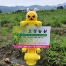 오성농원 이미지