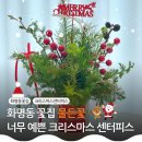 금곡대로 | 화명동 물든꽃 꽃집 분위기 넘치는 크리스마스 센터피스 완성 24시 무인픽업