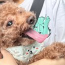 멍뭉이애견샵 네이버블로그