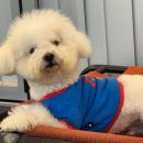 아피아피 apyapy 이미지